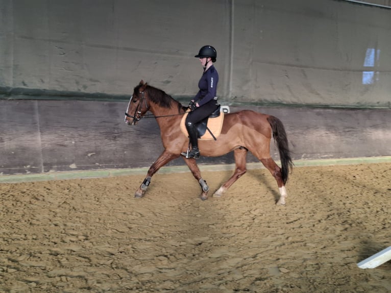 NRPS Gelding 16 years 14,1 hh Chestnut in Düsseldorf