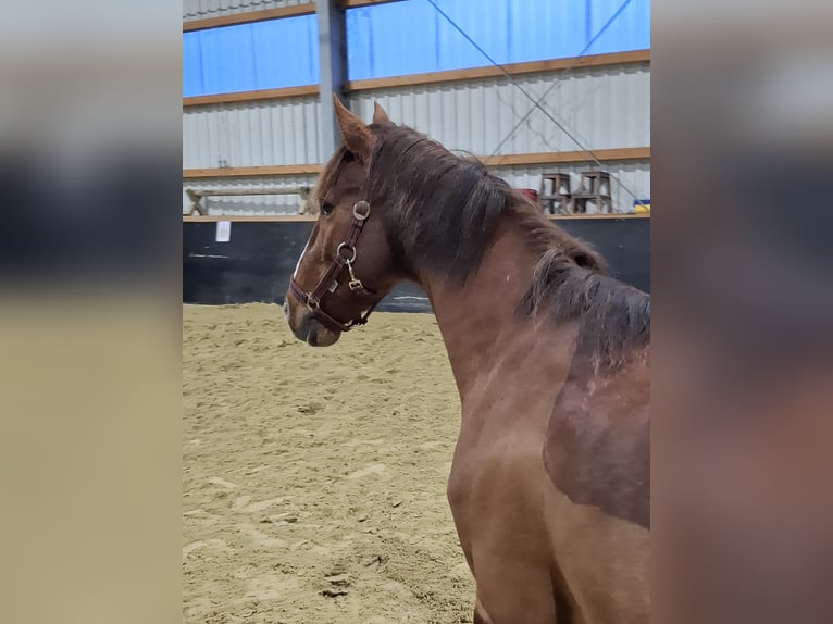 NRPS Gelding 16 years 14,1 hh Chestnut in Düsseldorf