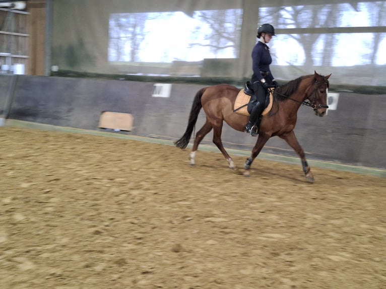 NRPS Gelding 16 years 14,1 hh Chestnut in Düsseldorf