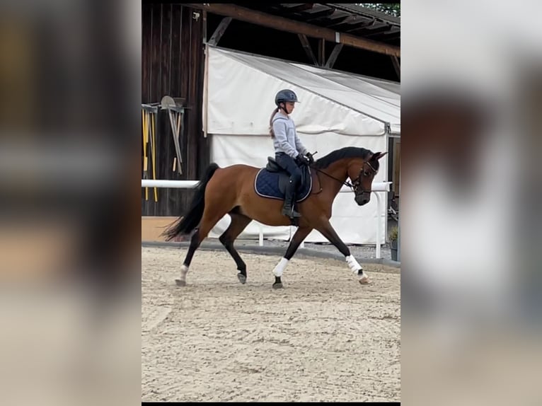 NRPS Gelding 16 years 14,2 hh Brown in Avenches