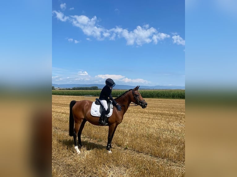 NRPS Gelding 16 years 14,2 hh Brown in Avenches
