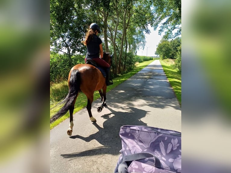 NRPS Gelding 17 years 14,2 hh Brown in Ehrenburg