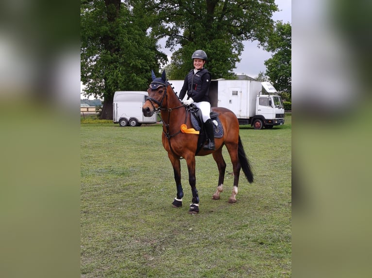 NRPS Gelding 17 years 14,2 hh Brown in Ehrenburg