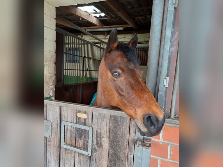 NRPS Gelding 17 years 14,2 hh Brown in Ehrenburg