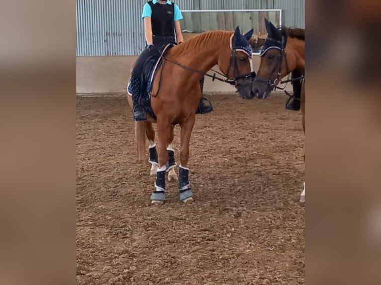 NRPS Gelding 17 years 14,2 hh Chestnut-Red in Nederokkerzeel