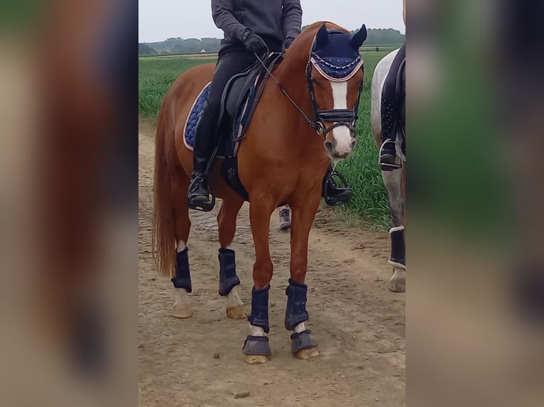 NRPS Gelding 17 years 14,2 hh Chestnut-Red in Nederokkerzeel