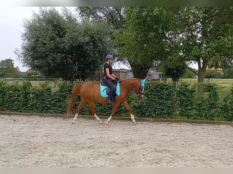 NRPS Gelding 17 years 14,2 hh Chestnut-Red in Nederokkerzeel