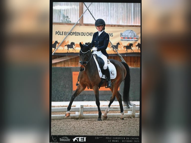 NRPS Gelding 17 years 14,2 hh Bay-Dark in Bastogne