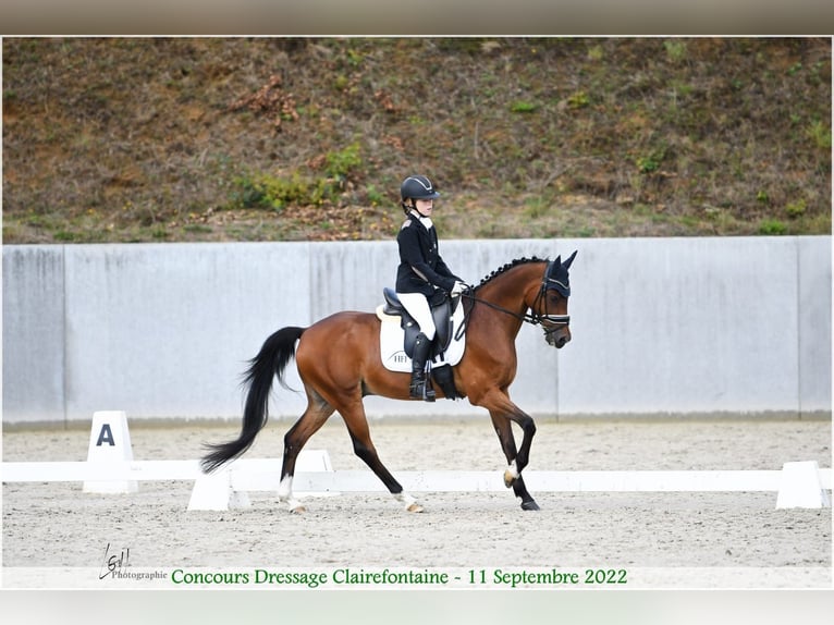 NRPS Gelding 17 years 14,2 hh Bay-Dark in Bastogne