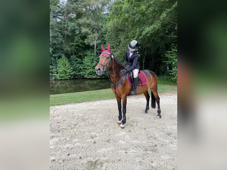 NRPS Gelding 18 years 14 hh Brown in Manderveen