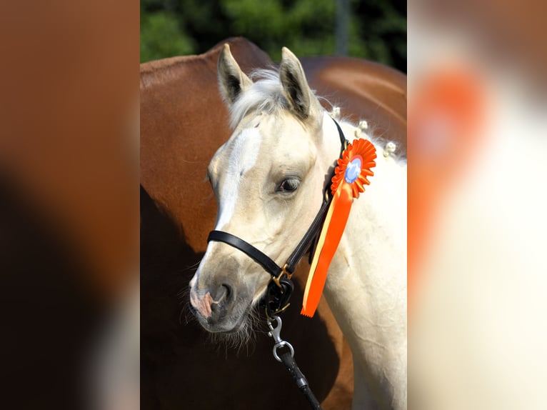 NRPS Gelding 1 year 13,3 hh Perlino in Wapse