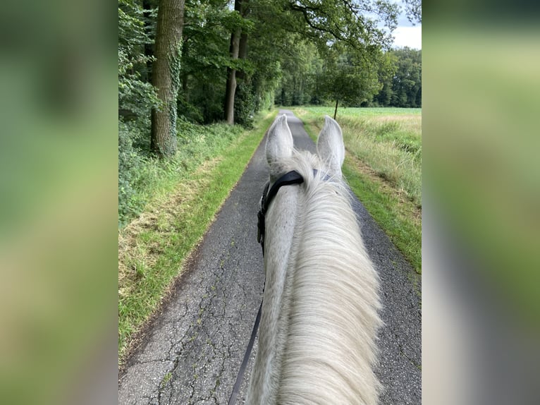 NRPS Gelding 21 years 15,1 hh Gray-Fleabitten in Rhede