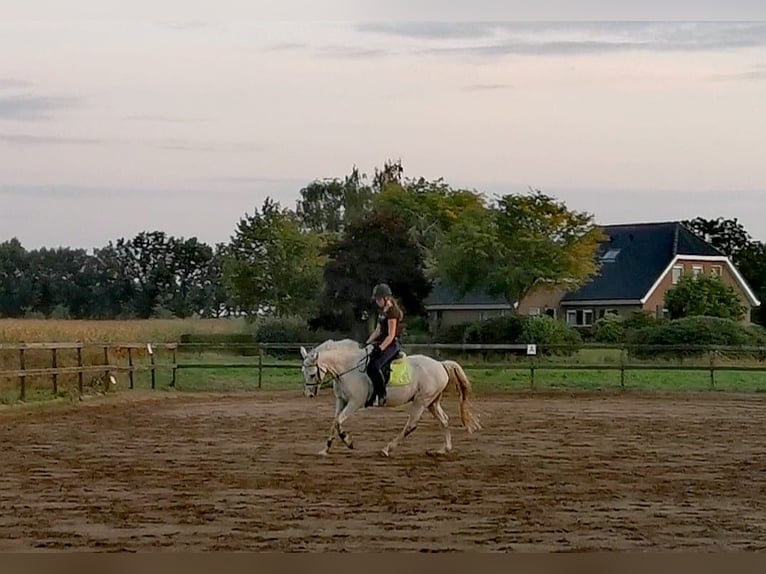 NRPS Gelding 21 years 15,1 hh Gray-Fleabitten in Rhede