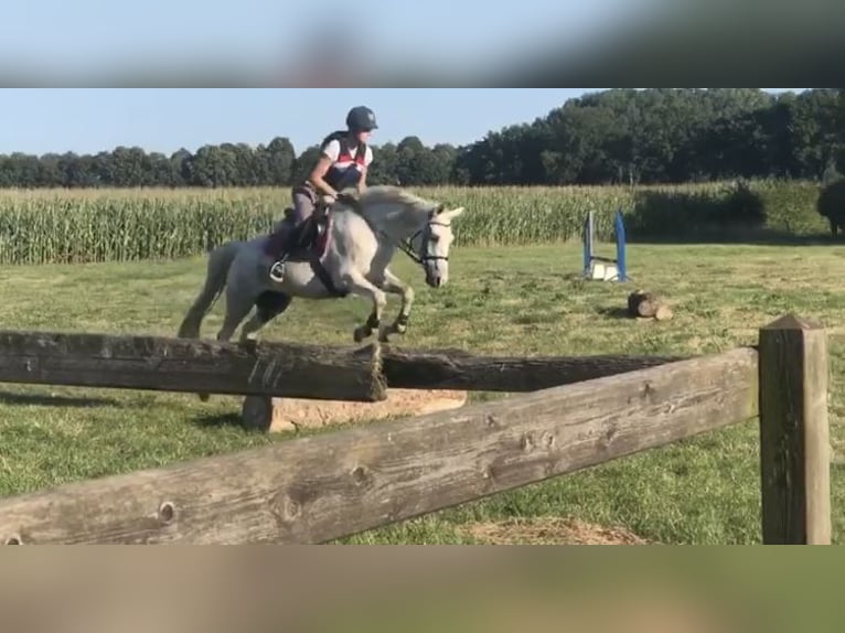 NRPS Gelding 21 years 15,1 hh Gray-Fleabitten in Rhede