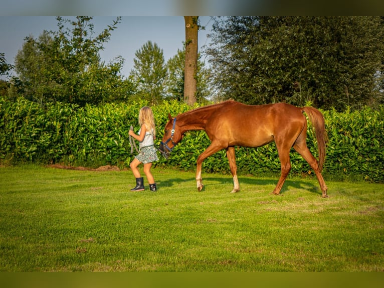 NRPS Gelding 2 years 13,3 hh Sorrel in Sint-Oedenrode