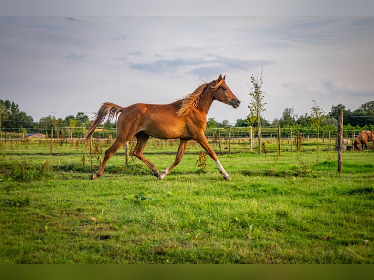 NRPS Gelding 2 years 13,3 hh Sorrel in Sint-Oedenrode