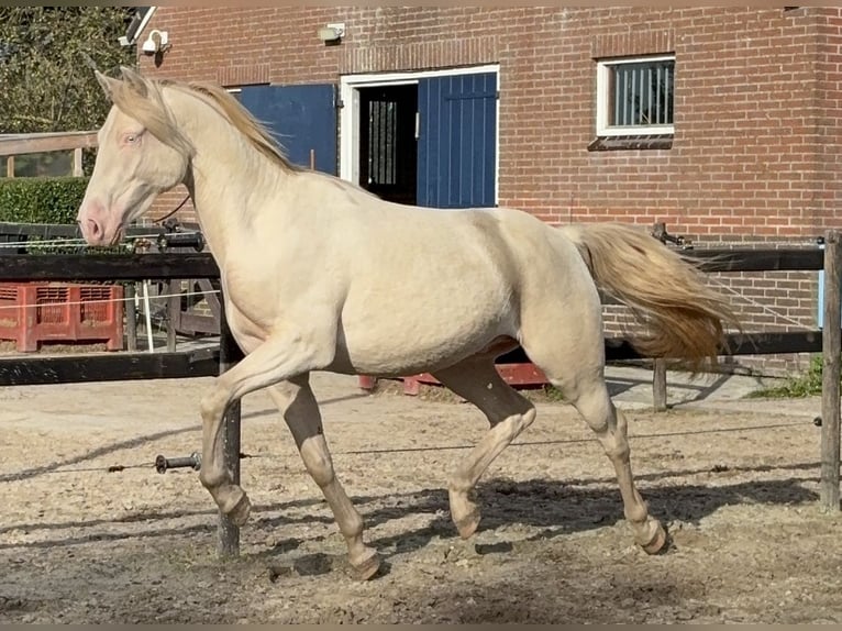 NRPS Gelding 2 years 13,3 hh Cremello in Veendam