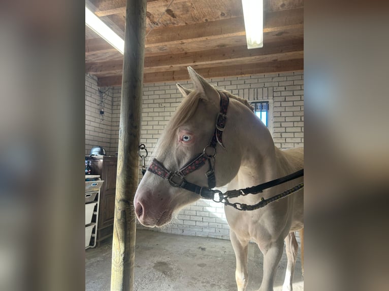 NRPS Gelding 2 years 13,3 hh Cremello in Veendam