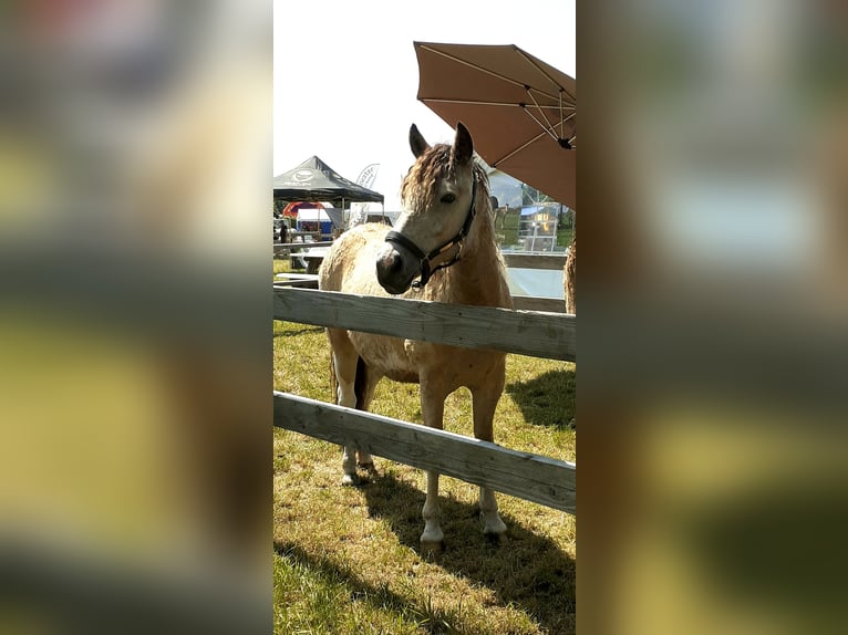 NRPS Mix Gelding 2 years 13,3 hh Dun in Ruinen