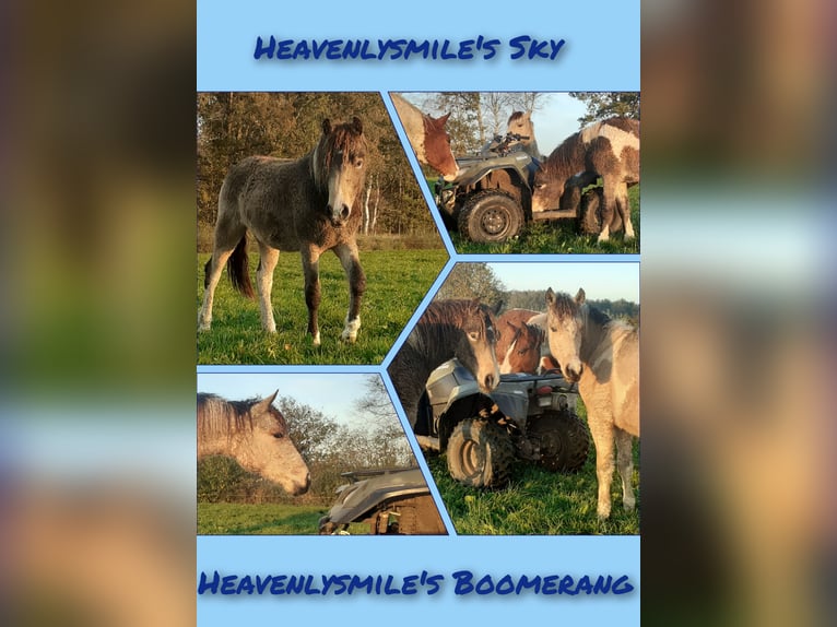 NRPS Mix Gelding 2 years 13,3 hh Dun in Ruinen