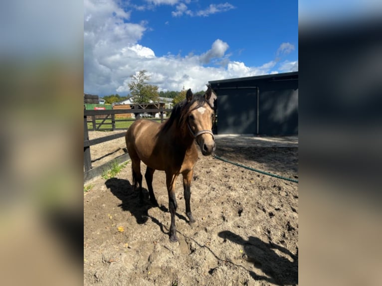 NRPS Gelding 2 years 14,1 hh Buckskin in Beilen