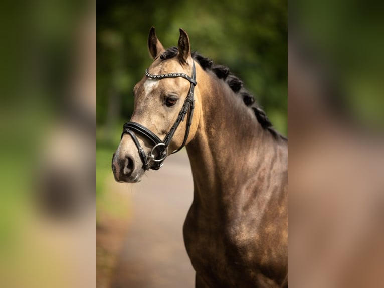 NRPS Gelding 2 years 14,1 hh Buckskin in Beilen