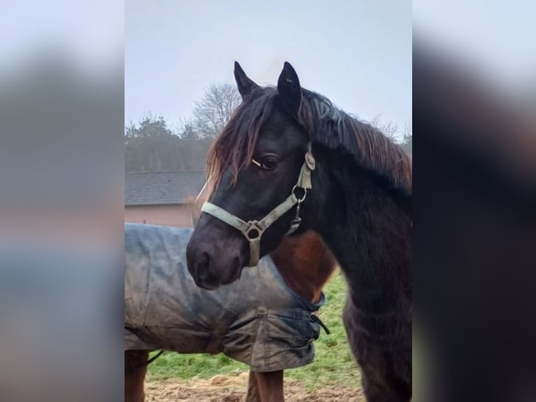 NRPS Gelding 2 years 14,2 hh Dun in Alpen
