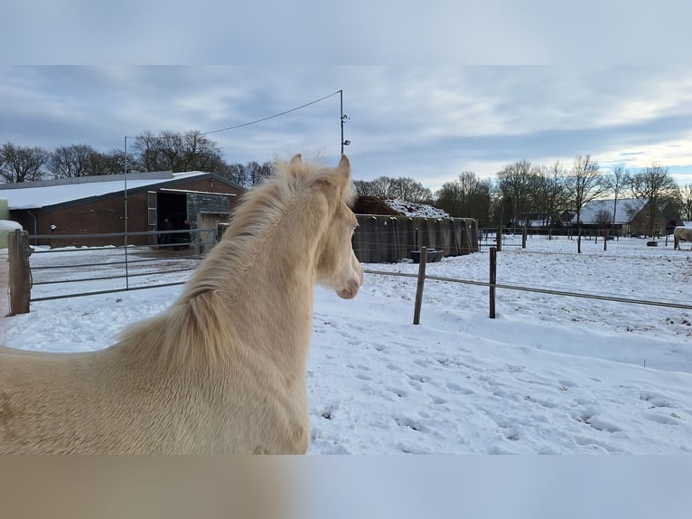 NRPS Gelding 2 years 14,2 hh Perlino in Wapse