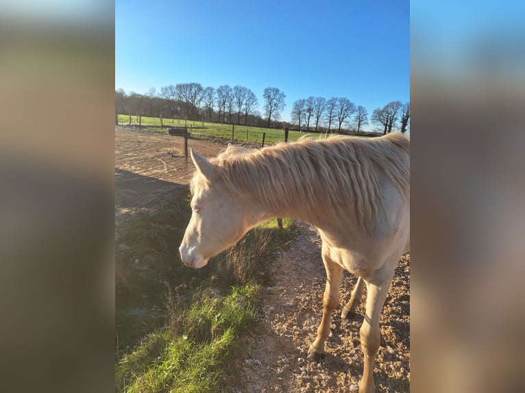 NRPS Gelding 2 years 14,2 hh Perlino in Wapse