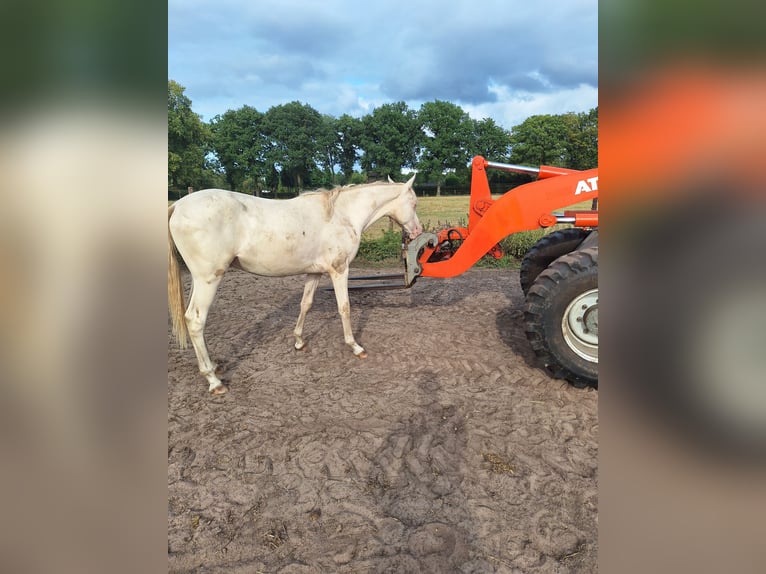 NRPS Gelding 2 years 14,2 hh Perlino in Wapse