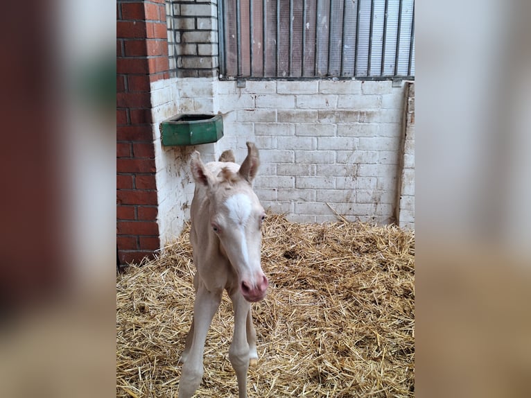 NRPS Gelding 2 years 14,2 hh Perlino in Wapse