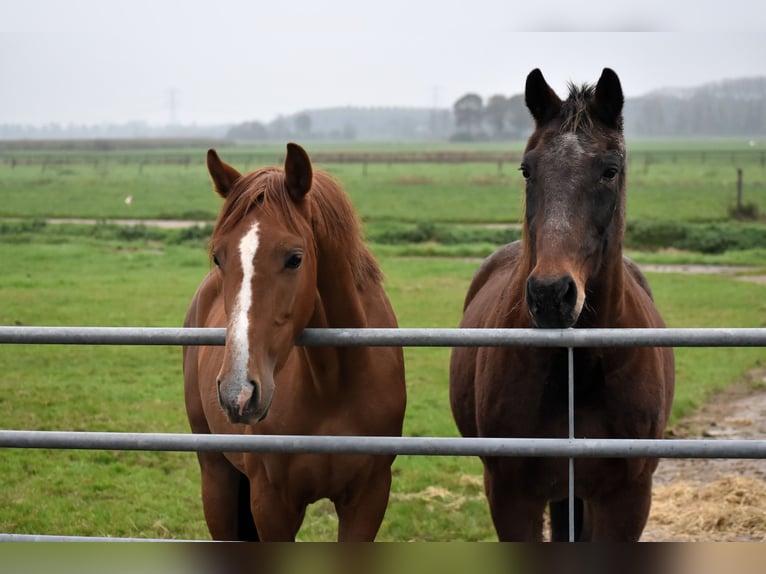 NRPS Gelding 2 years 15,1 hh Chestnut-Red in Oudewater