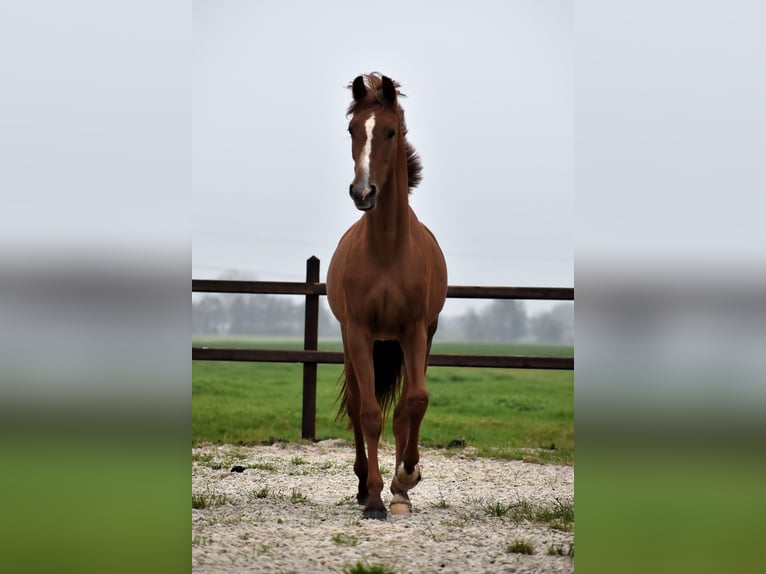 NRPS Gelding 2 years 15,1 hh Chestnut-Red in Oudewater