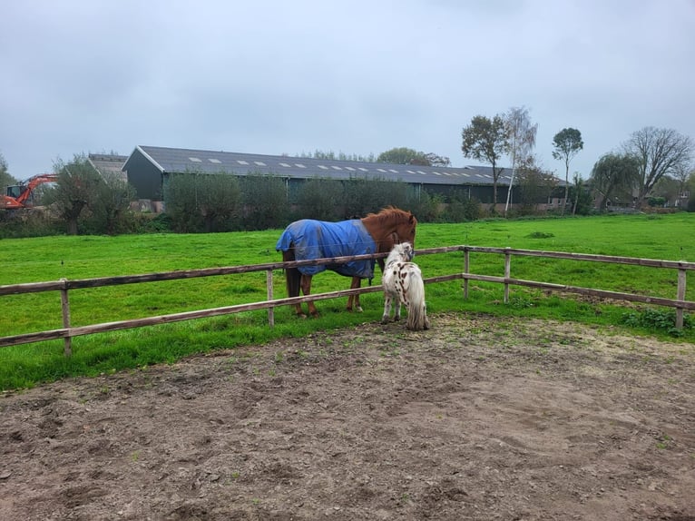 NRPS Gelding 2 years 15,1 hh Chestnut-Red in Oudewater