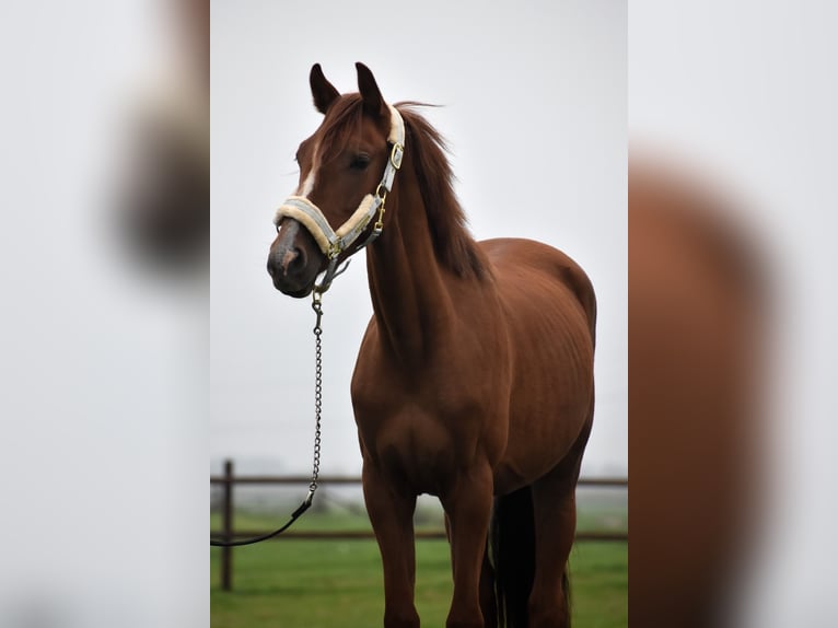 NRPS Gelding 2 years 15,1 hh Chestnut-Red in Oudewater