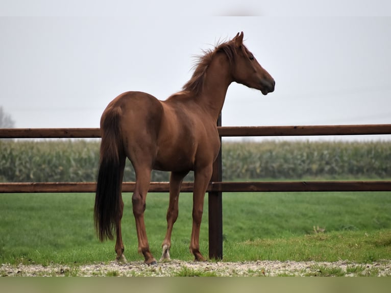 NRPS Gelding 2 years 15,1 hh Chestnut-Red in Oudewater