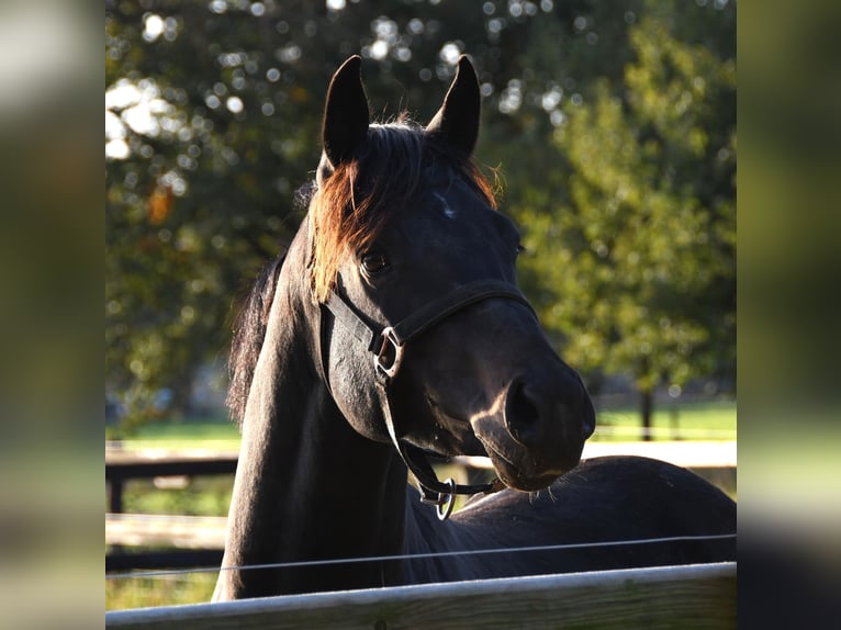 NRPS Gelding 3 years 13,1 hh Smoky-Black in Markelo