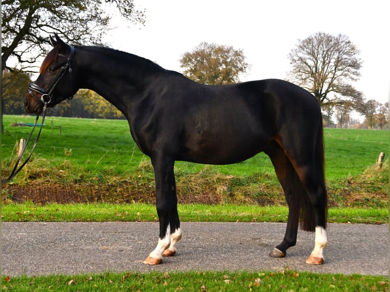 NRPS Gelding 3 years 13,1 hh Smoky-Black in Markelo