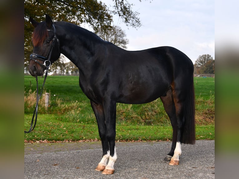 NRPS Gelding 3 years 13,1 hh Smoky-Black in Markelo