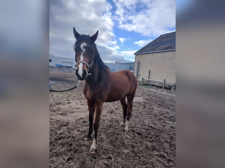 NRPS Mix Gelding 3 years 13,3 hh Brown in Hulshorst