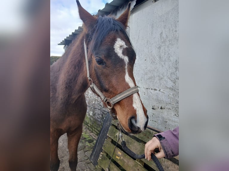 NRPS Mix Gelding 3 years 13,3 hh Brown in Hulshorst