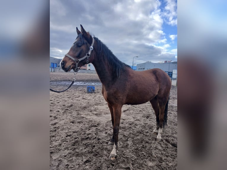 NRPS Mix Gelding 3 years 13,3 hh Brown in Hulshorst