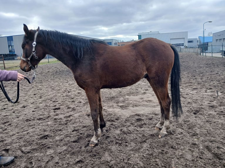 NRPS Mix Gelding 3 years 13,3 hh Brown in Hulshorst