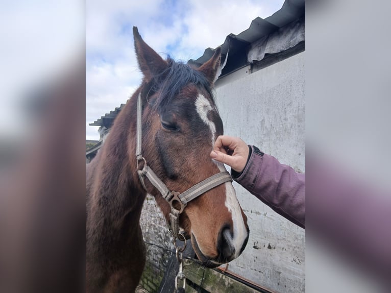 NRPS Mix Gelding 3 years 13,3 hh Brown in Hulshorst