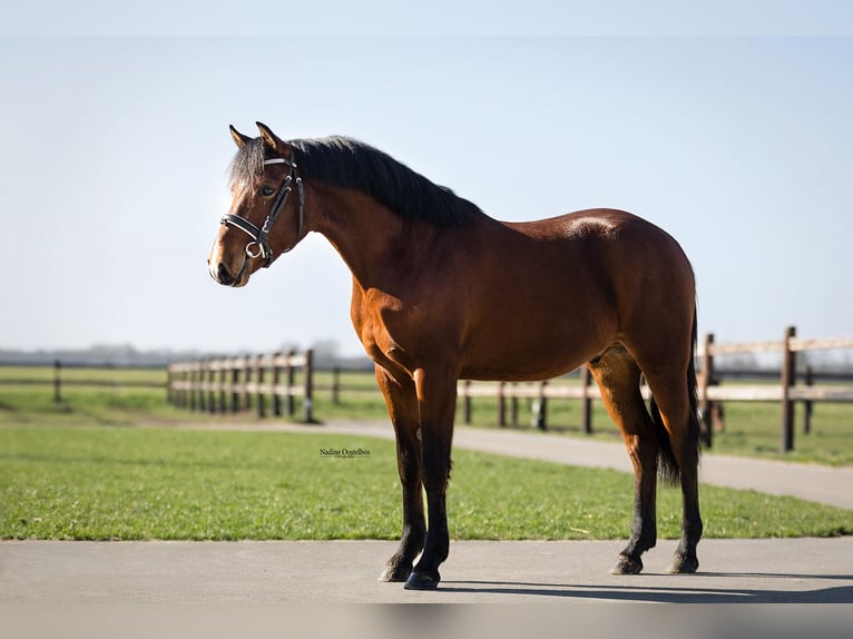 NRPS Gelding 3 years 13.3 hh Brown in Oost West en Middelbeers