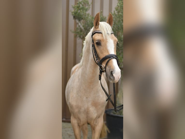NRPS Gelding 3 years 13.3 hh Palomino in Geilenkirchen