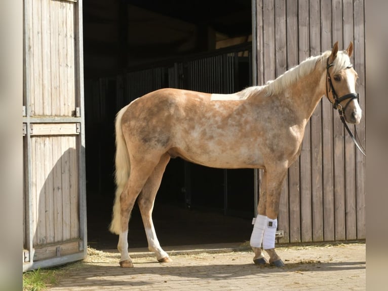 NRPS Gelding 3 years 13.3 hh Palomino in Geilenkirchen