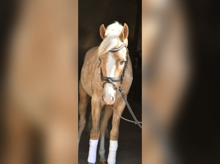 NRPS Gelding 3 years 13.3 hh Palomino in Geilenkirchen
