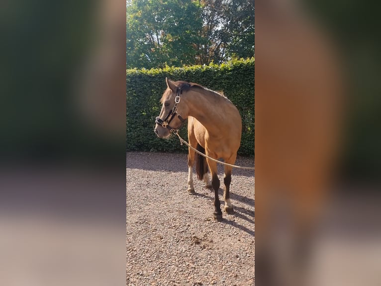 NRPS Gelding 3 years 13,1 hh Dun in Zwinderen