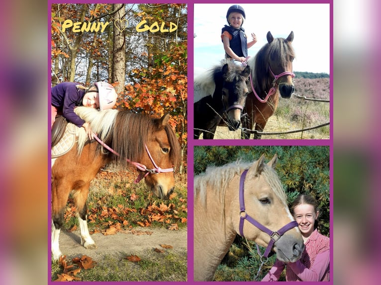 NRPS Mix Gelding 3 years 13,3 hh Dun in Ruinen